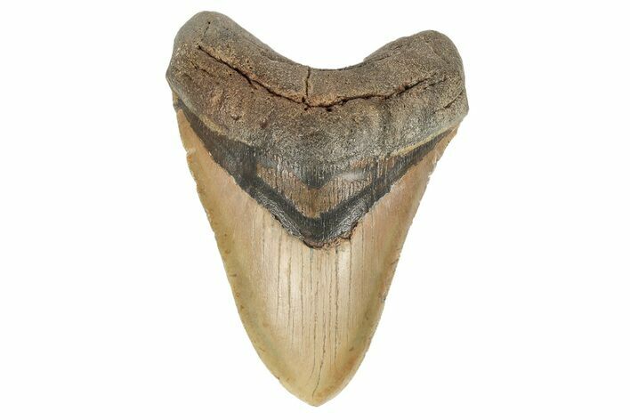 Huge, Fossil Megalodon Tooth - North Carolina #192848